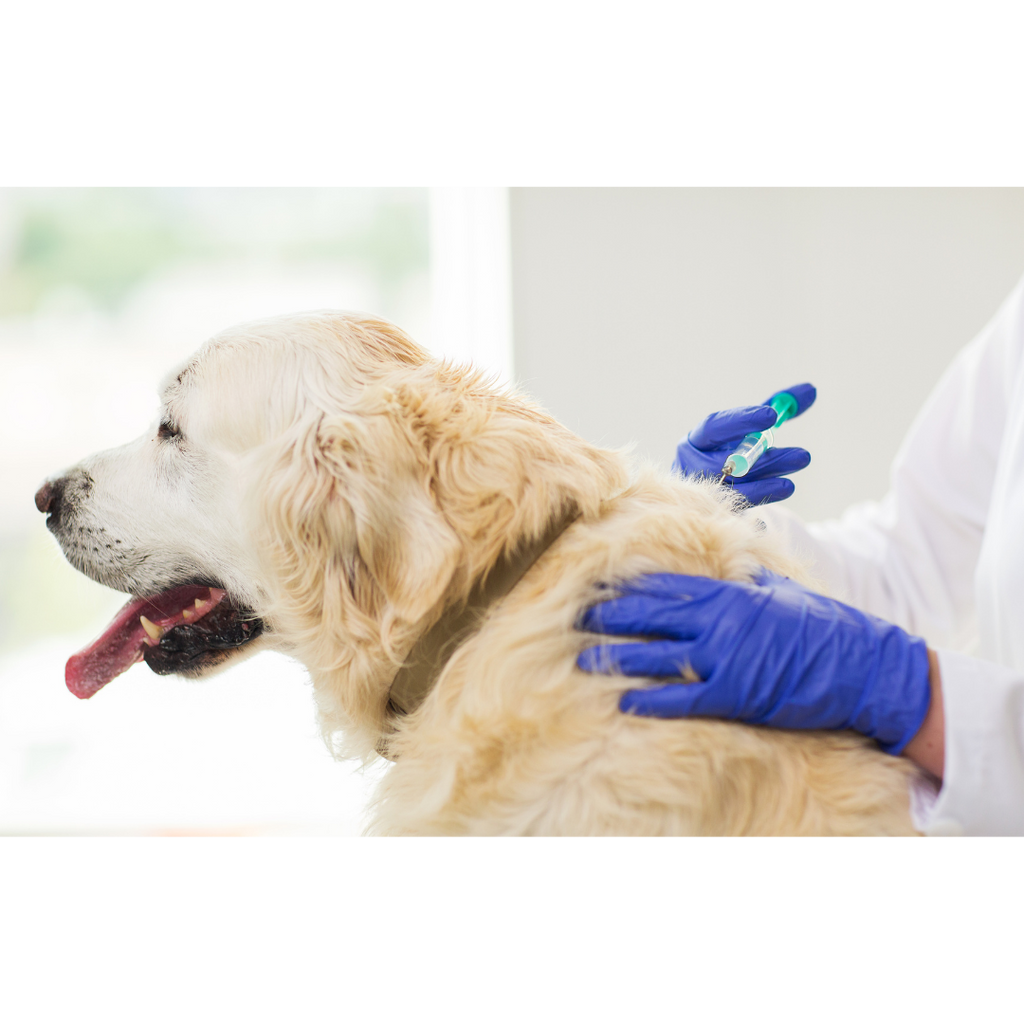 ¿Por qué debo de vacunar a mi perro?