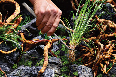 Cuidados para plantados