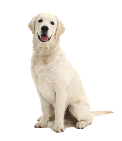 Alimento para Perros