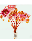 Ludwigia Sedioides