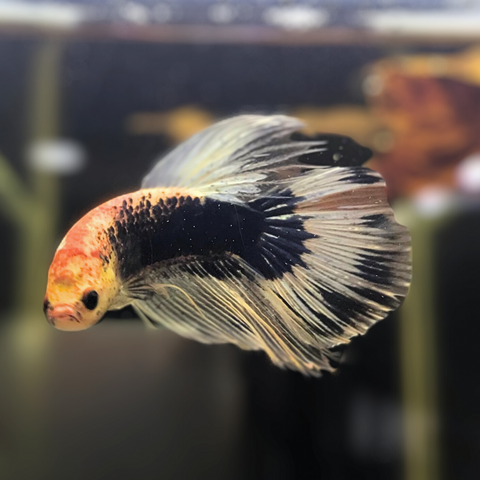 Betta Macho Básico