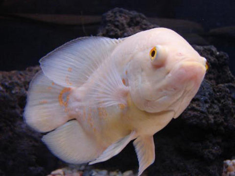 Oscar Albino