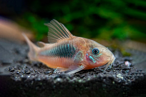 Corydora Aeneus Bronce