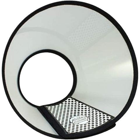 Collar isabelino Great Dog