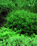 Musgo Pellia