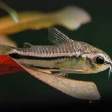 Corydora Pigmaeus