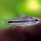 Corydora Pigmaeus