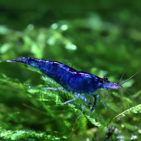 Gambas Azul