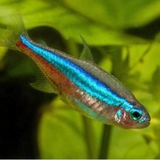 Tetra Neon verde