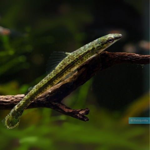 Ammocryptocharax sp "perrito"