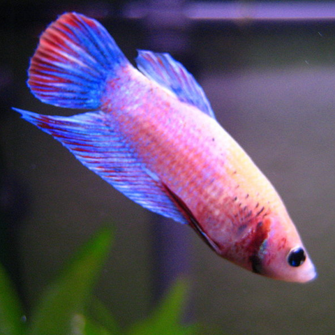Betta Hembra
