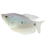 Gourami Azul