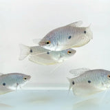 Gourami Azul