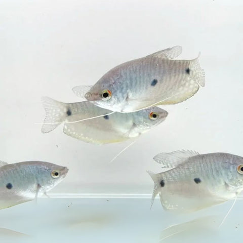 Gourami Azul