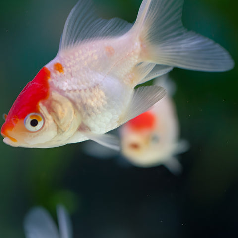 Bailarinalica Red cap #3