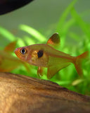 Tetra Rojito Hyphessobrycon Sweglesi
