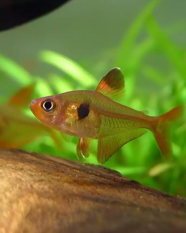 Tetra Rojito Hyphessobrycon Sweglesi