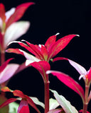 Alternanthera Reineckii