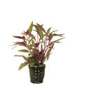 Alternanthera Reineckii