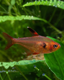 Tetra Rojito Hyphessobrycon Sweglesi