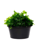 Musgo Pellia