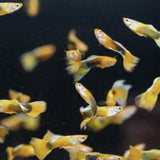 Guppy Yellow (Pareja)
