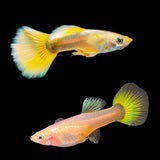 Guppy Yellow (Pareja)