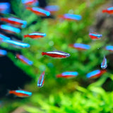 Tetra Cardenal