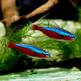 Tetra Cardenal
