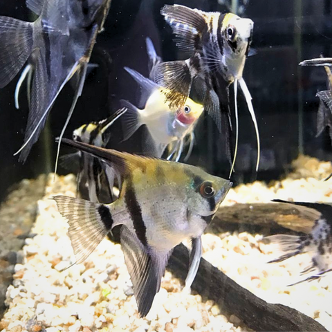 Escalar pequeño variado