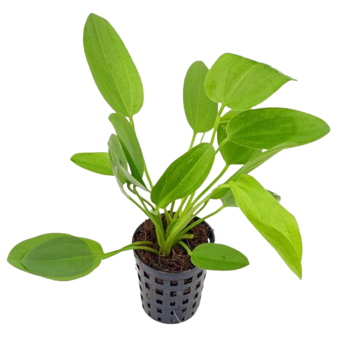 Echinodorus Schlueteri