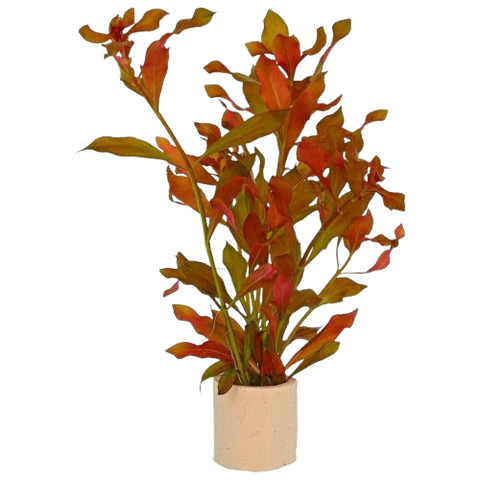 Ludwigia  Repens