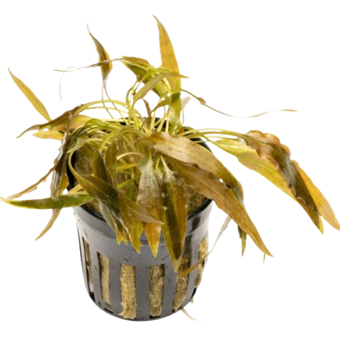 Cryptocoryne Axelrodi