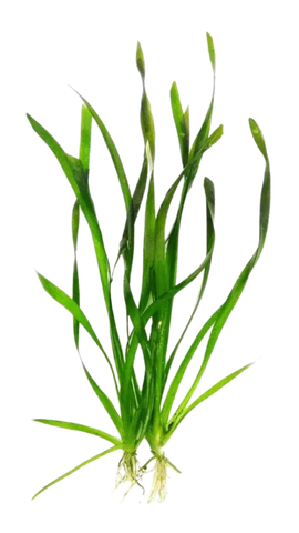 Vallisneria Spiralis