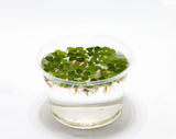 Salvinia Natans