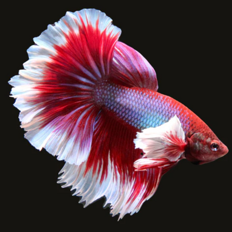 Betta macho dumbo
