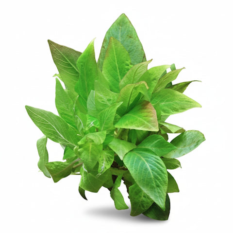 Hygrophila Corymbosa Compact