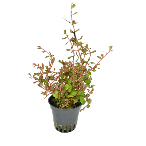 Rotala H'ra