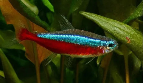 Tetra Cardenal Grande
