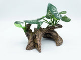 Tronco Natural Decorativo con Hojas para Acuarios y Terrarios