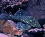 Pleco Blue Phantom