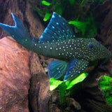 Pleco Blue Phantom