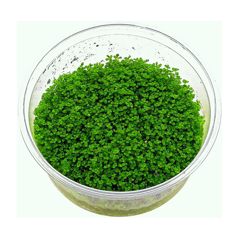 Hemianthus callitrichoides cuba