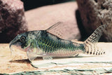 Corydora Septentrionalis