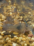 Corydora Septentrionalis