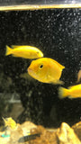 Ciclido Kakusa