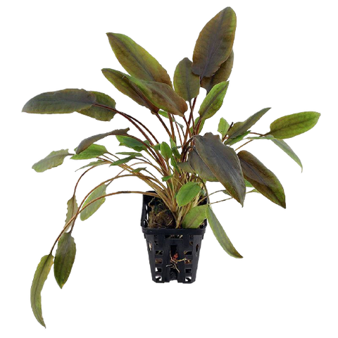 Cryptocoryne Wendtii Brown