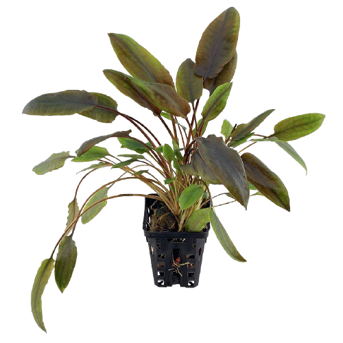 Cryptocoryne Wendtii Brown – Natur Acuarios y Mascotas
