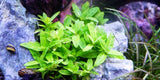 Staurogyne Sp. Repens