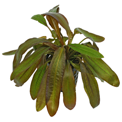 Echinodorus Rubin